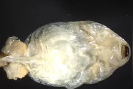 怪物！俄罗斯池塘青蛙神秘变异，到底是什么原因？对人有害吗？图片