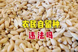 农民自留种违法？专家：分2种情况，农民自留种子有什么条件？图片