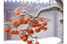 图片|早安，祝你柿柿顺心，事事如意！图片