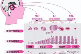 谈谈月经的调理图片