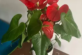 盆栽红掌容易黄叶不开花，原来是这5点没做好，快及时改善图片