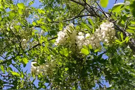 五月初夏，秦皇岛槐花伴海，万里飘香盛放~图片