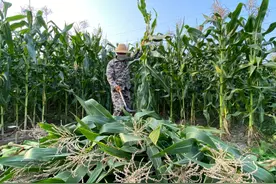 夏收玉米秸秆用微生物发酵养猪，合理利用：就可以更好的变废为宝图片