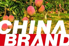 攀枝花 优质芒果爱“晚熟”图片