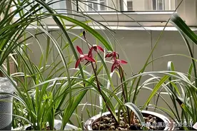各类兰花的生长习性和栽培(建兰篇)图片