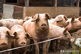 猪场发生病毒性腹泻之后，如何进行反饲防控？图片