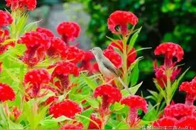 有财神爷光顾，天天都是好兆头，发财致富，仙人指路，更上一层楼图片