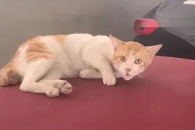 流浪猫刮花保时捷碰瓷，车主发救助视频反遭网暴，这世界怎么了？图片