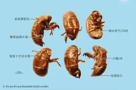 每日学本草——蝉蜕图片