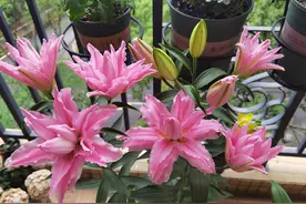 喜欢百合花，就养“重瓣百合”，花大色美，香气怡人，养护也简单图片