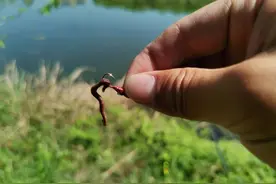 传统钓该配什么线组？浅谈朝天钩和睡钩，在野钓鲫鱼中的区别图片
