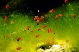 15个你不知道的冷知识，看起来很虚假，却有真实的科学原理图片