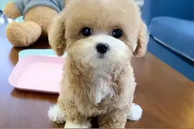 好看且聪明的“马尔泰犬”，是你的梦中情狗吗？图片