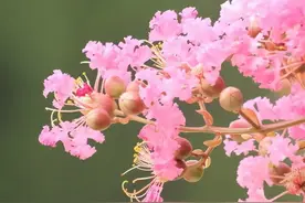 宝鸡开通3条春季踏青赏花定制公交线路图片