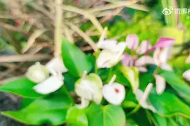 （视频）好消息！今天太原这些景点免费入园图片