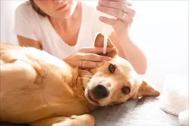 狗狗耳朵臭味难闻，到底是怎么回事？图片