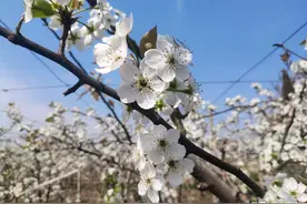 平度市白沙河街道：暖阳下的白梨花，丰收时的金疙瘩图片