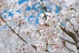 可以“半句封神”的绝世好句图片