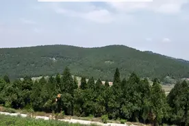 农村没人要的柏树果，殊不知它价值珍贵30元一斤，对睡眠有帮助图片