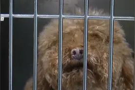 关于狂犬病的知识 您了解多少？图片