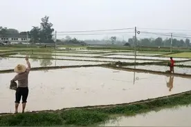 水稻“懒汉”式栽培法省时高效，方法简单易学，你也会图片