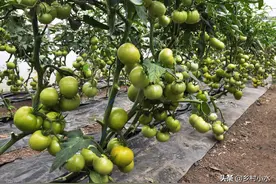 磷酸二氢钾加点料，增产效果才完美，老农实践经验总结图片