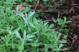 这52种野菜，都是人间美味，你吃过几种？了解一下，别当野草错过图片