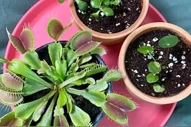 这4种绿植真厉害，夏天买几盆摆在家里，好看又好玩，蚊子全跑光图片