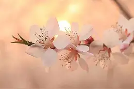 月亮桃花唯美意境美图图片