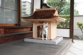 日本人花100万建了个豪华狗窝，住进去的是什么狗生赢家？图片