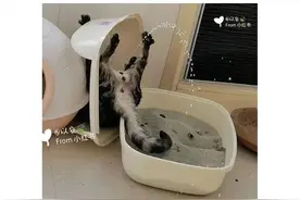 笑晕！猫四脚朝天倒立尿尿，画面比喷泉还壮观哈哈哈！图片