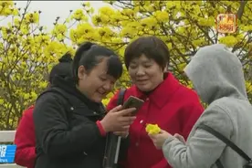 【春满广西】南宁：黄花风铃木初露金黄 迎风摇曳铃声遍野图片