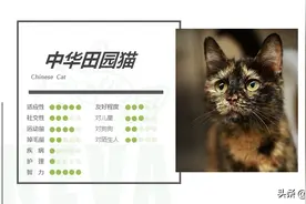 中华田园猫丨玳瑁猫图片