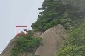 尴尬！游客在黄山拍到“国宝”云豹？专家初步判断：是只大橘猫图片