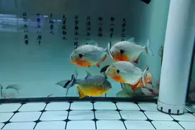 哪种鱼缸可以使用水妖精，哪种鱼缸不可以或者没有必要使用？图片