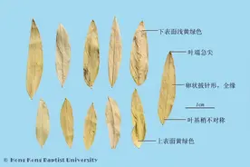 每日学本草——番泻叶图片