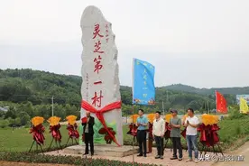 抚松县万良镇朝阳村发展现代特色农业，打造“长白山下灵芝第一村”图片
