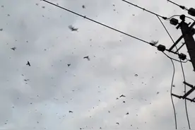 异象出现！德阳绵竹大量蝙蝠乱飞 暗示了什么？是大灾难的预兆吗？图片