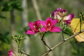 香港特别行政区的区花紫荆花是朵什么花？图片