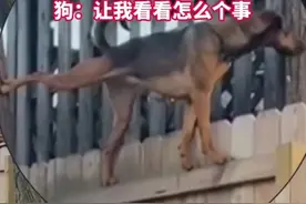 这算是我2023见过最爱凑热闹的狗了 “让我看看是怎么个事”图片