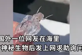 罕见！国外网友抓获一神秘透明生物，异形上演？对人类威胁有多大图片