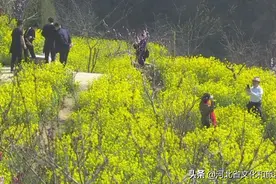 清明小长假｜鹿泉常馨谷景区油菜花开 漫山金黄图片