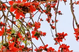 巧吃木棉花，1个方子，助你清热祛湿图片