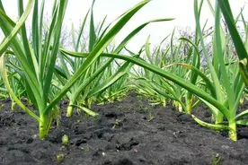 大蒜春季管理：高产栽培有窍门，用好“3水3肥”，蒜薹粗、蒜头大图片