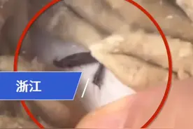 宝妈网购宝宝面食发现其中疑似混入蟑螂腿，商家：请寄回给我们检测，当事人：已向12315反映情况图片