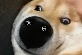 大年初二 小狗被困护栏 信阳消防暖心营救图片