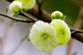 绿梅～梅花中的佼佼者。因萼绿花白，小枝青绿而得名图片