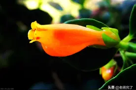 看起来健康的金鱼花就是不开花，有什么好办法吗？图片