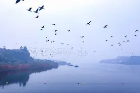 长河河长行⑩ | 重庆长寿湖：一湖碧水万鸟翔集 生态景观美如画图片