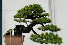 进口盆景作品，国外的一些手法值得学习图片
